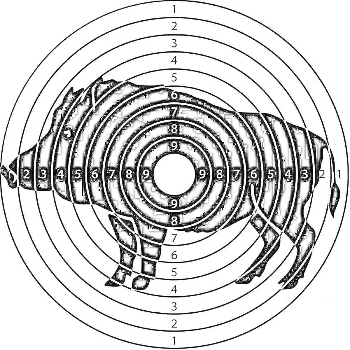 Раскраска Мишень с изображением кабана и пронумерованных кругов