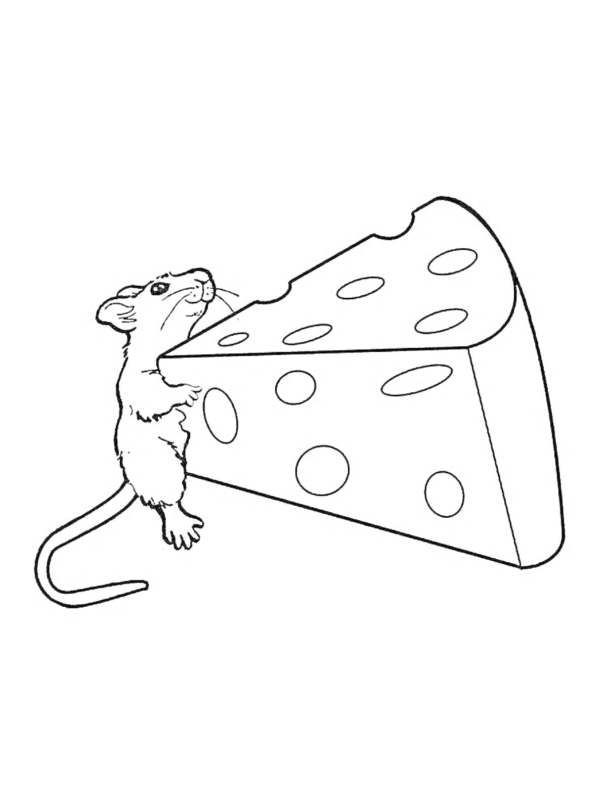 На раскраске изображено: Сыр, Еда, Грызуны, Контурные рисунки