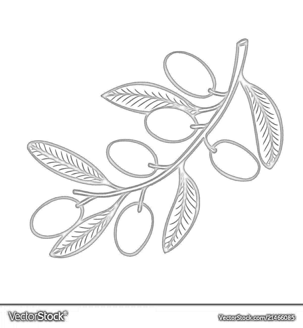 Раскраска Ветвь оливы с листьями и плодами