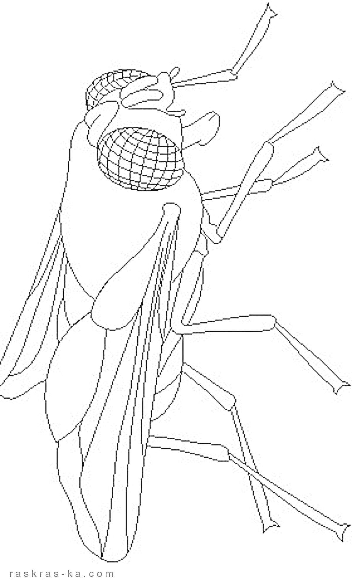 На раскраске изображено: Муха, Крылья, Насекомое, Для детей, 3-4 года