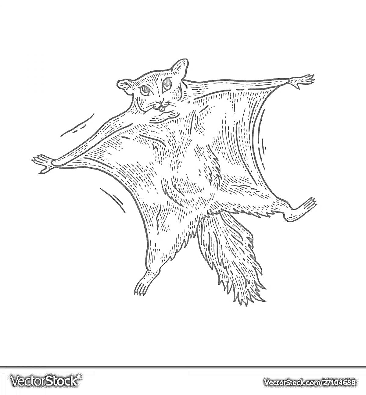 Раскраска Белка-летяга с растянутыми перепонками