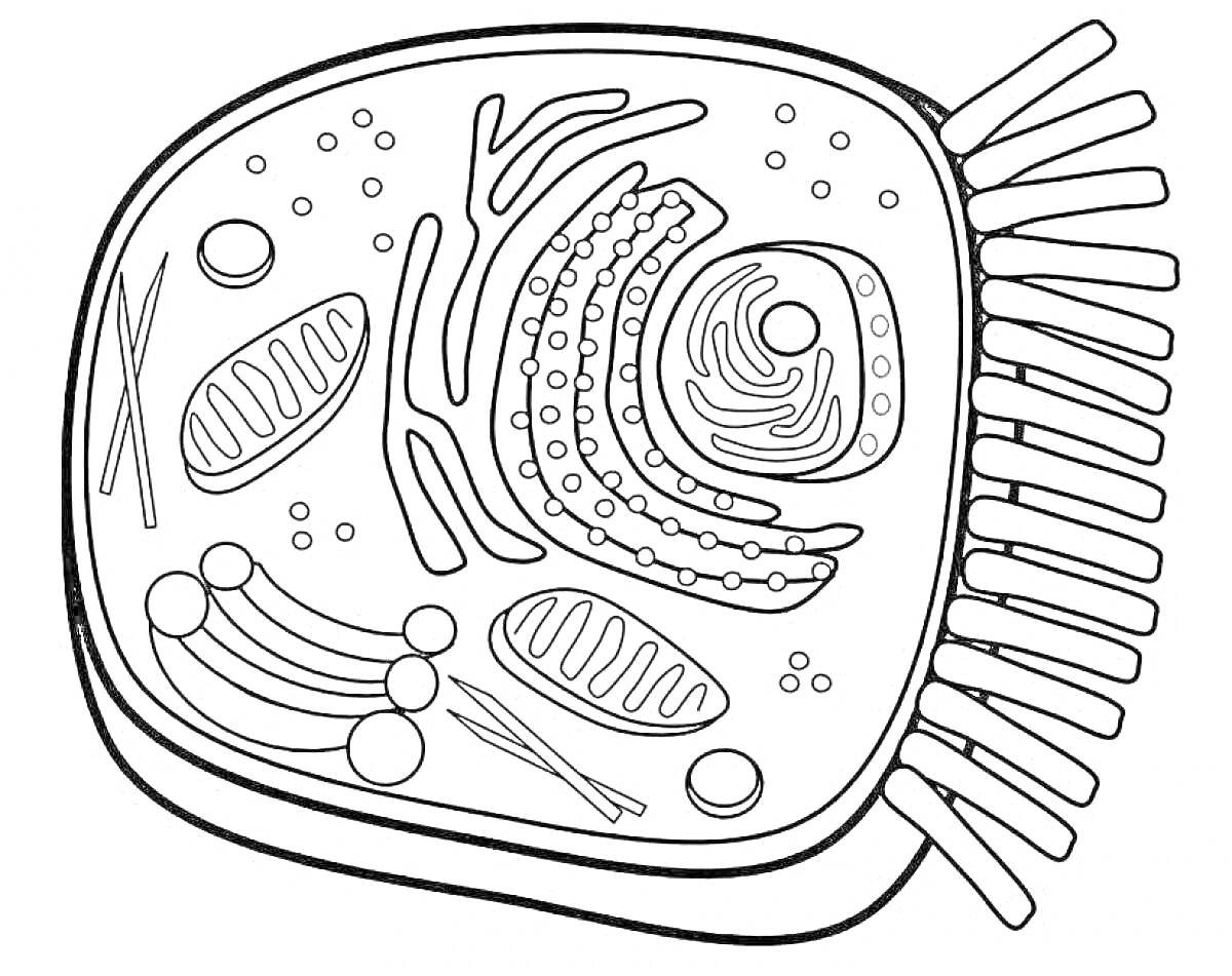 Строение клетки с рибосомами, митохондриями, ядром, эндоплазматической сетью, приближённой к поверхности ресничками