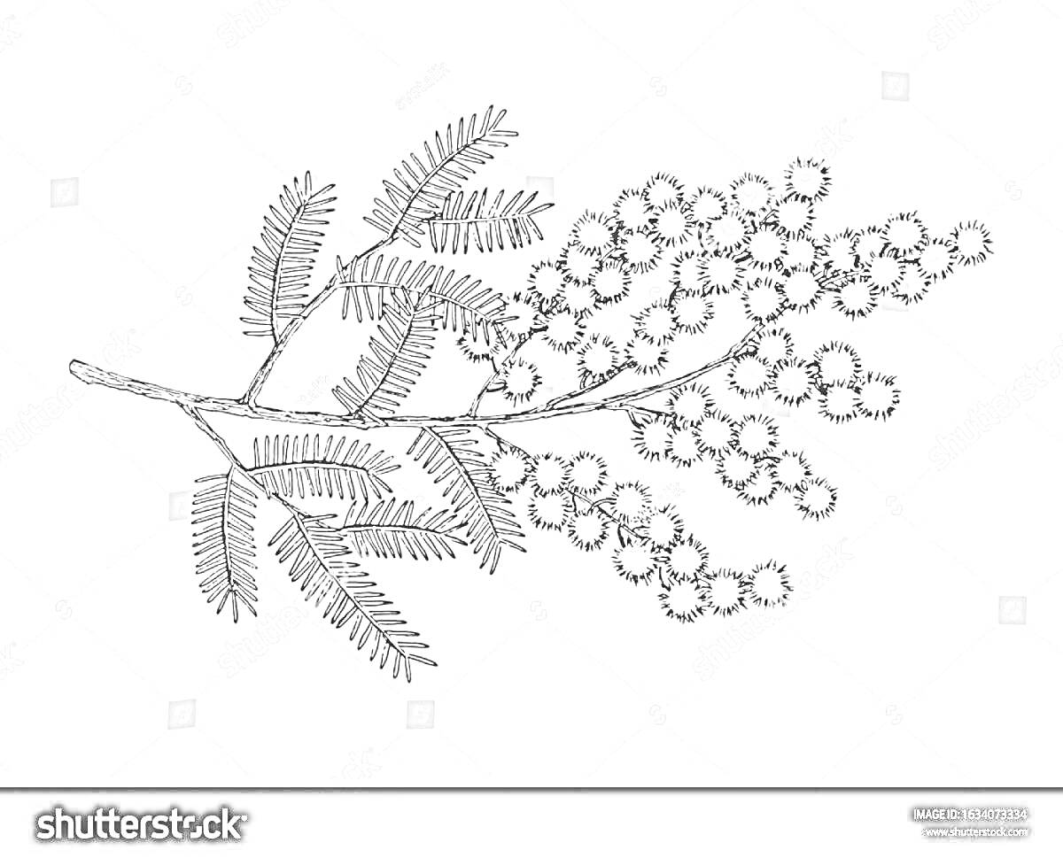Раскраска Ветка мимозы с листьями и соцветиями