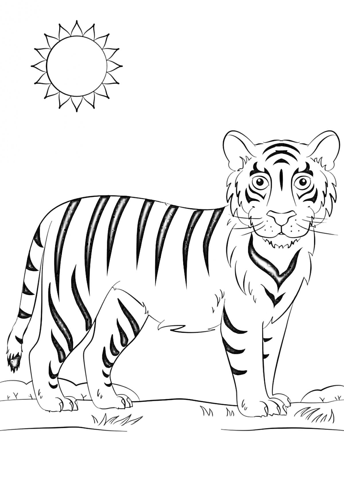 На раскраске изображено: Тигр, Амурский тигр, Животные, Природа, Солнце, Трава, Млекопитающее