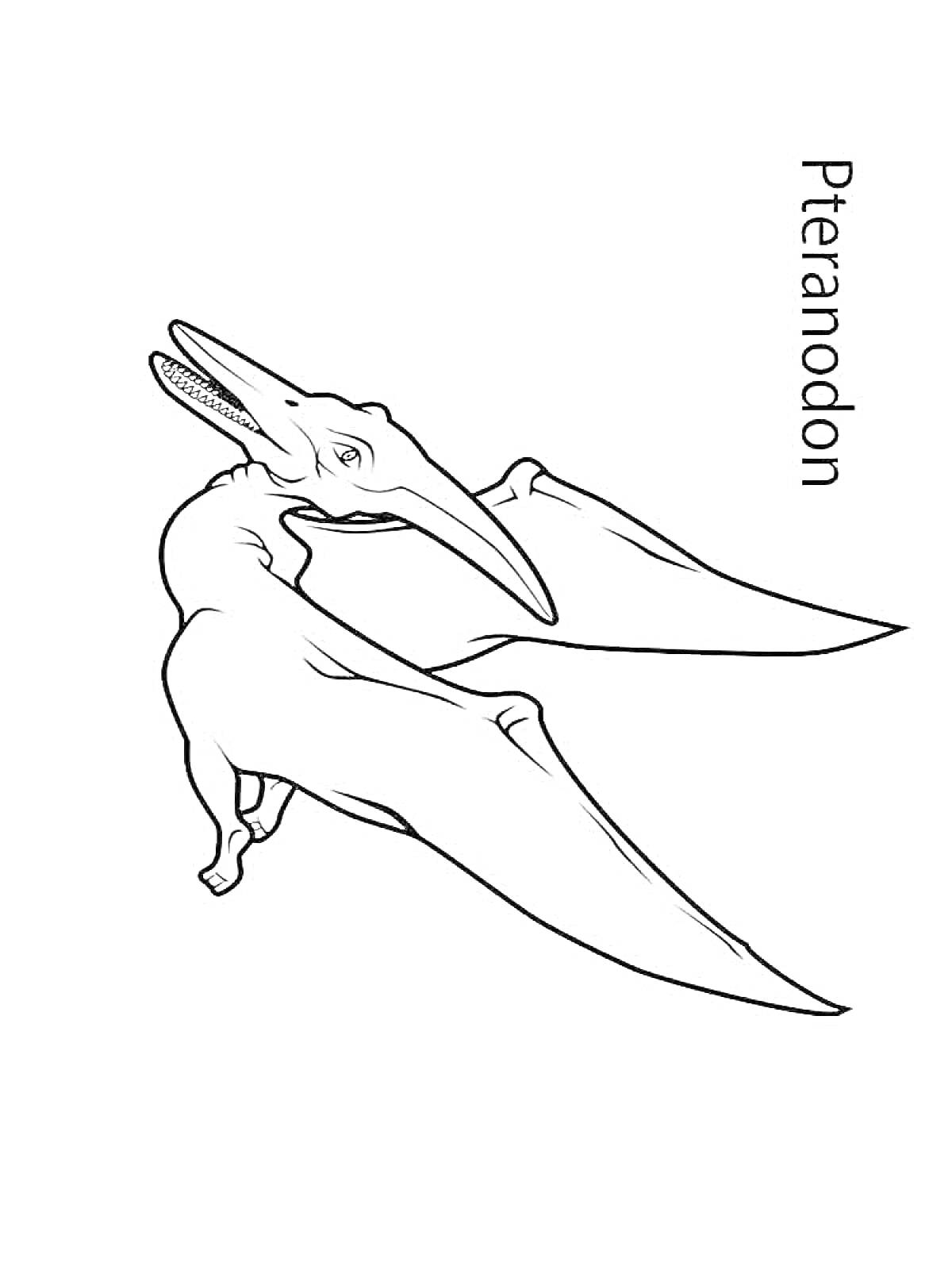 Птеродактиль в полете с надписью Pteranodon