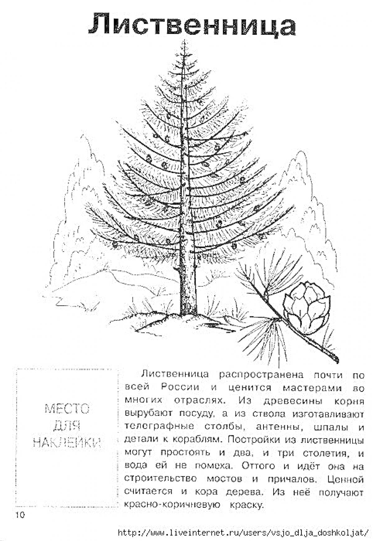 Раскраска Лиственница с текстом, шишкой, веткой с иголками и местом для наклейки