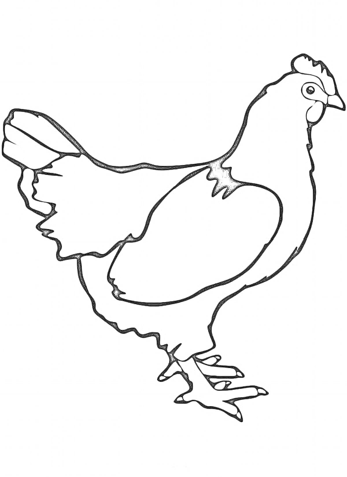 Раскраска Курица с контурным изображением, вид сбоку