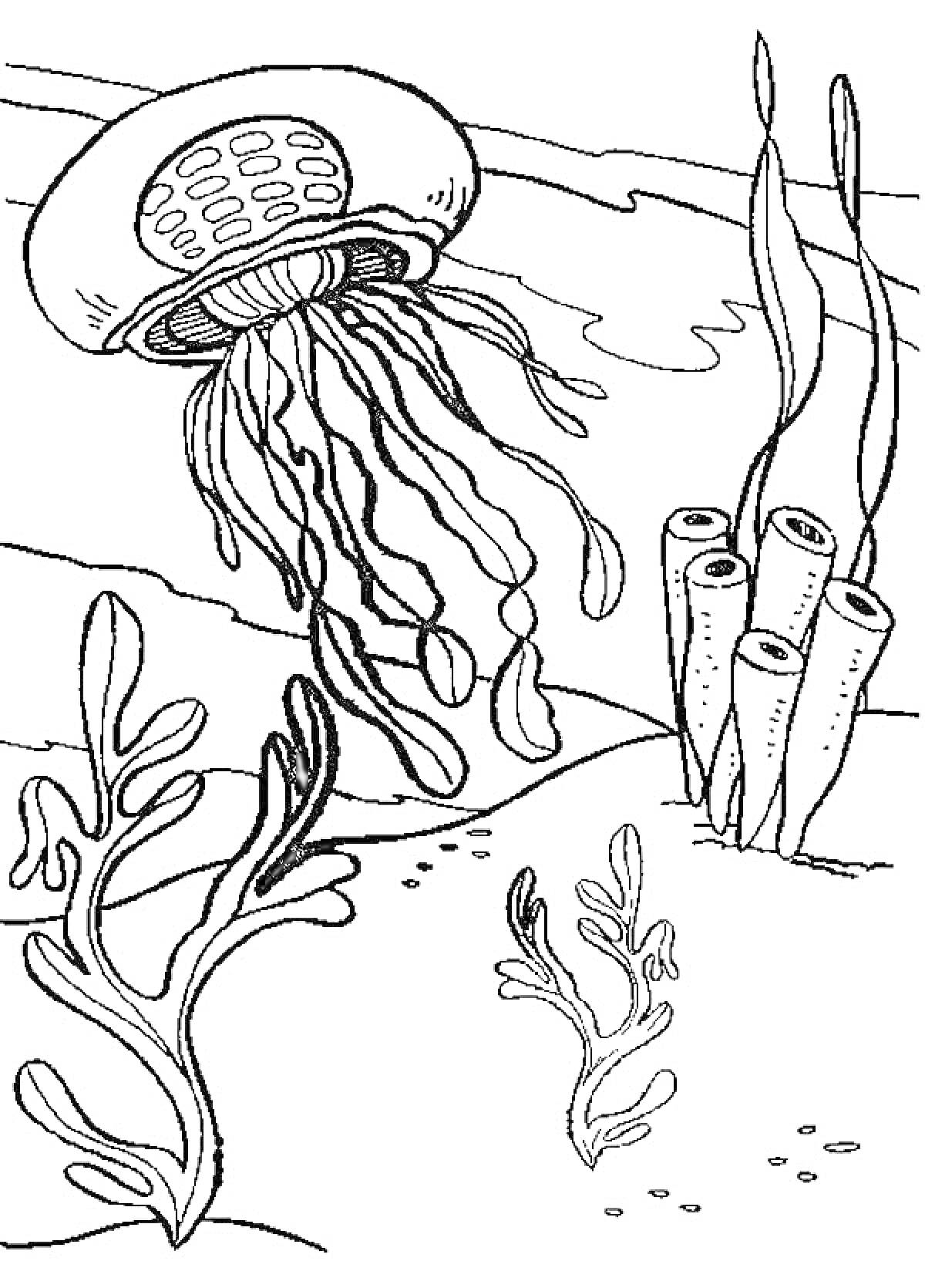 На раскраске изображено: Медуза, Водоросли, Морское дно, Подводный мир, Кораллы, Подводные растения, Подводная жизнь, Океаны