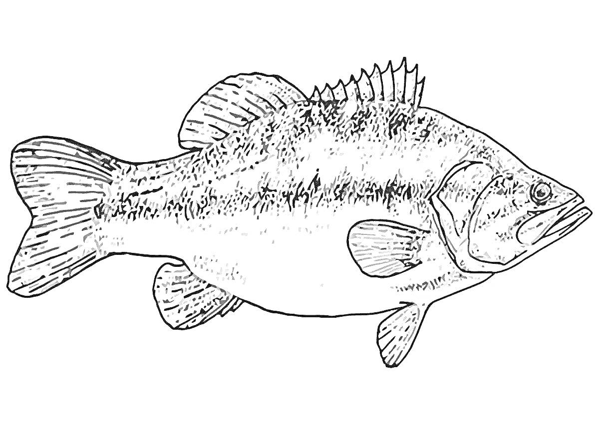 На раскраске изображено: Речные рыбы, Окунь, Рыба, Плавники