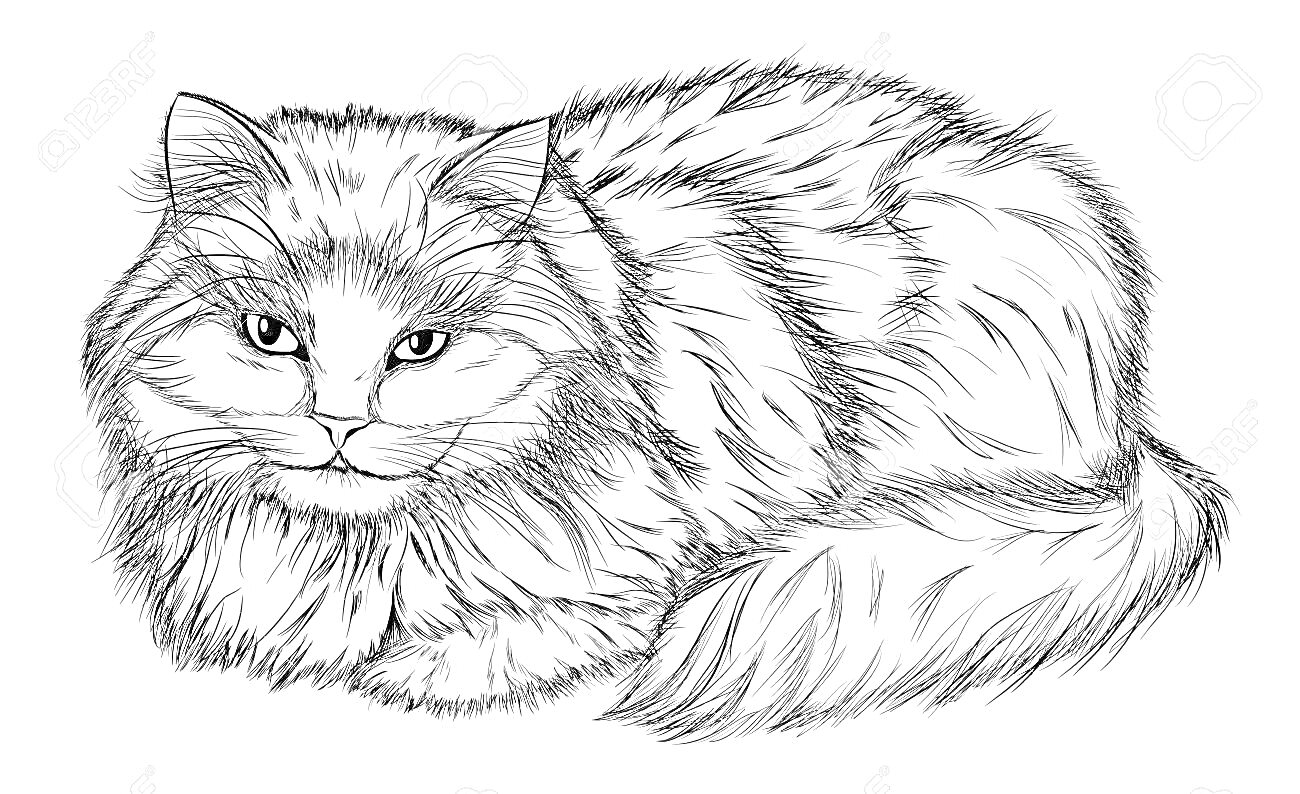 На раскраске изображено: Кот, Длинная шерсть