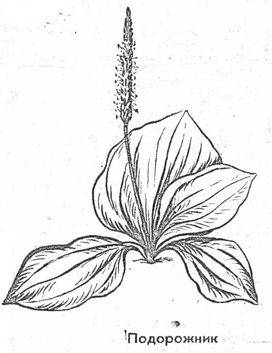 Подорожник рисунок
