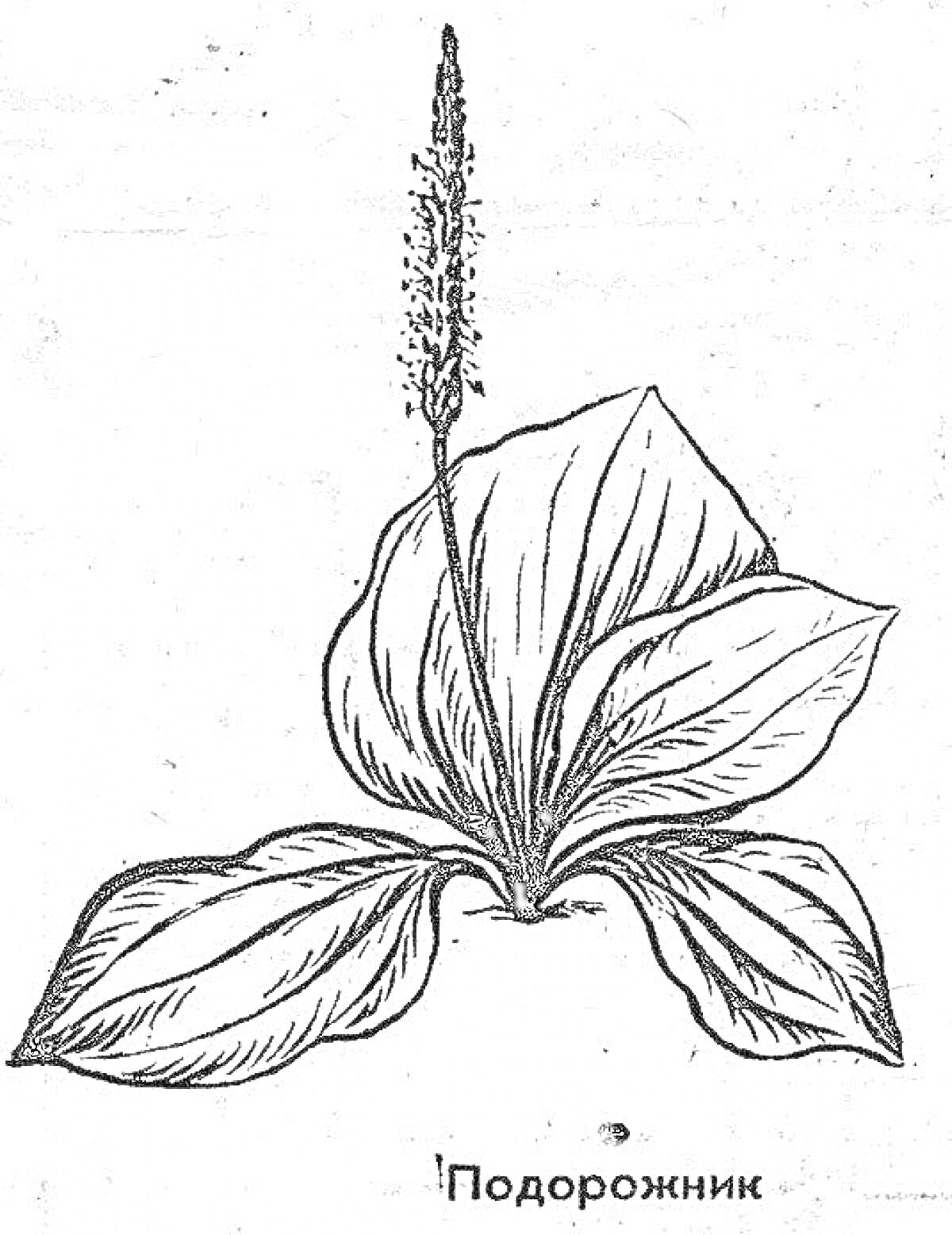 Подорожник с листьями и соцветием
