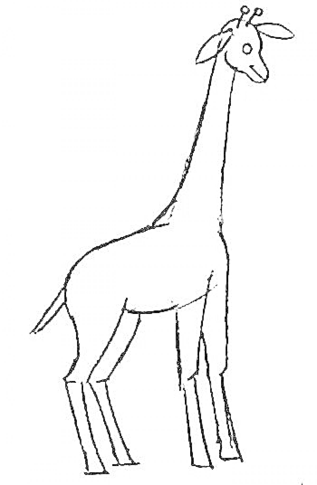 Раскраска Жираф без пятен, стоящий на четырех ногах, с длинной шеей и ушами