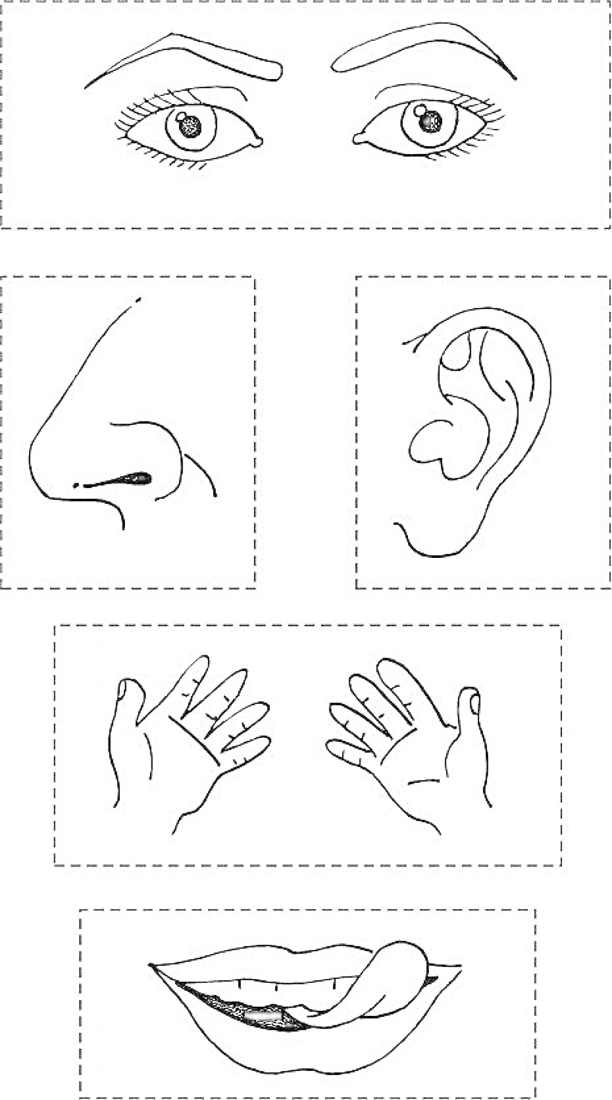 На раскраске изображено: Глаза, Нос, Ухо, Руки, Рот, Язык, Части тела