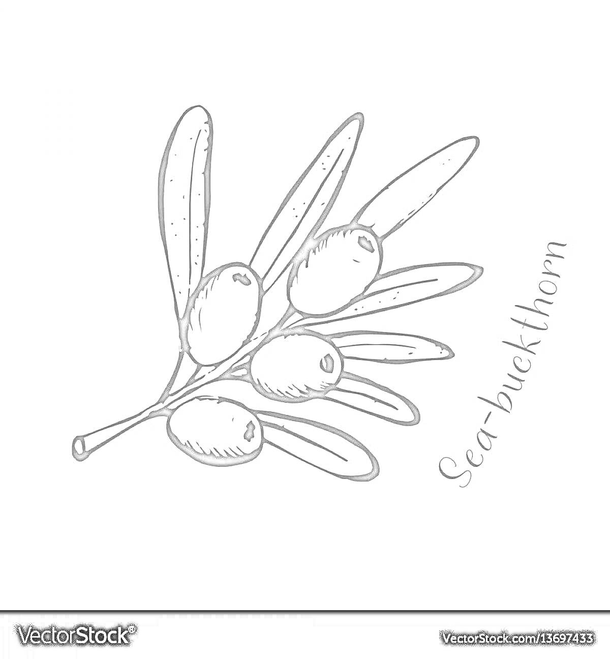 Раскраска Веточка облепихи с ягодами и листьями, надпись 