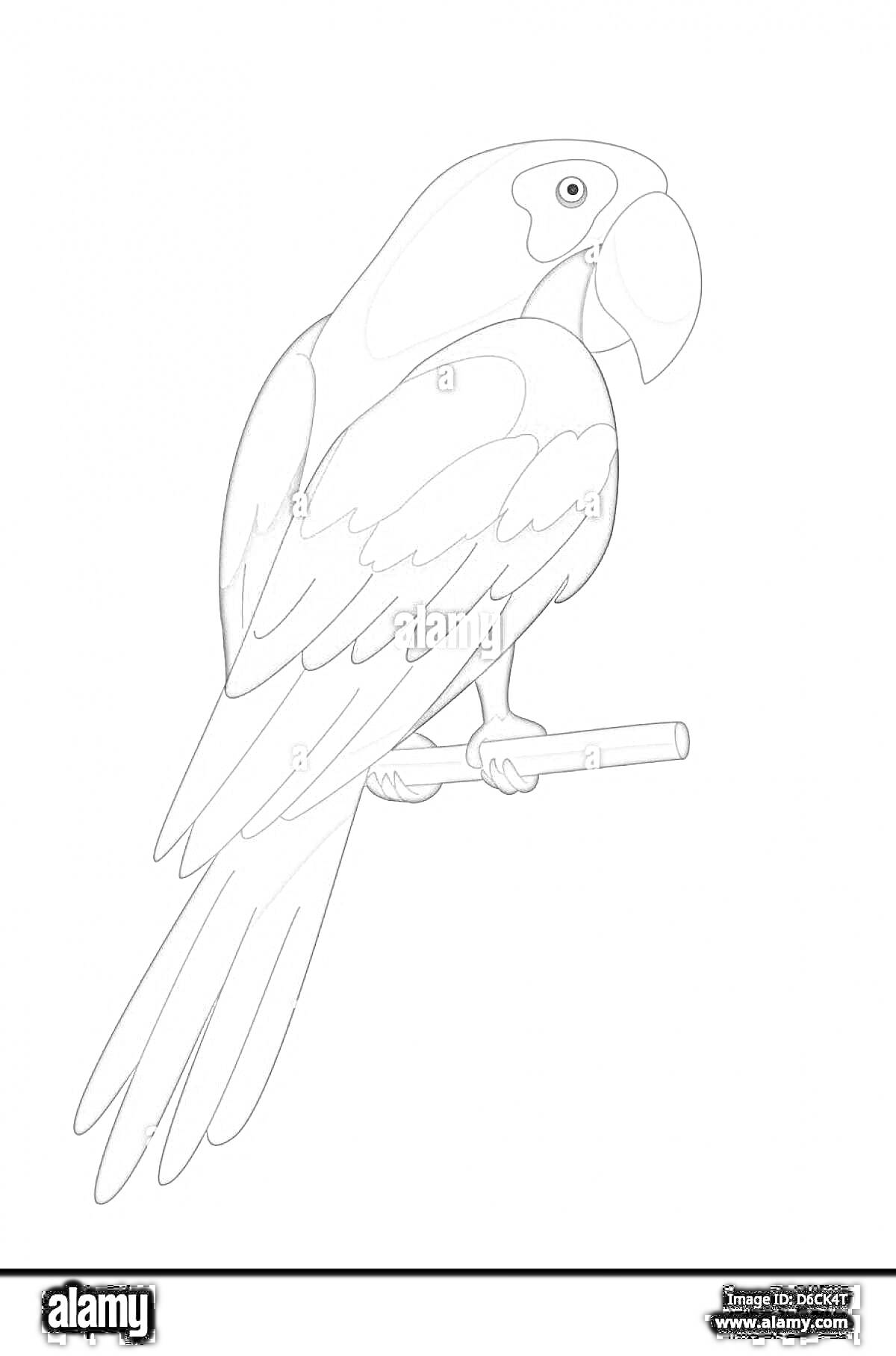 Раскраска Попугай на ветке