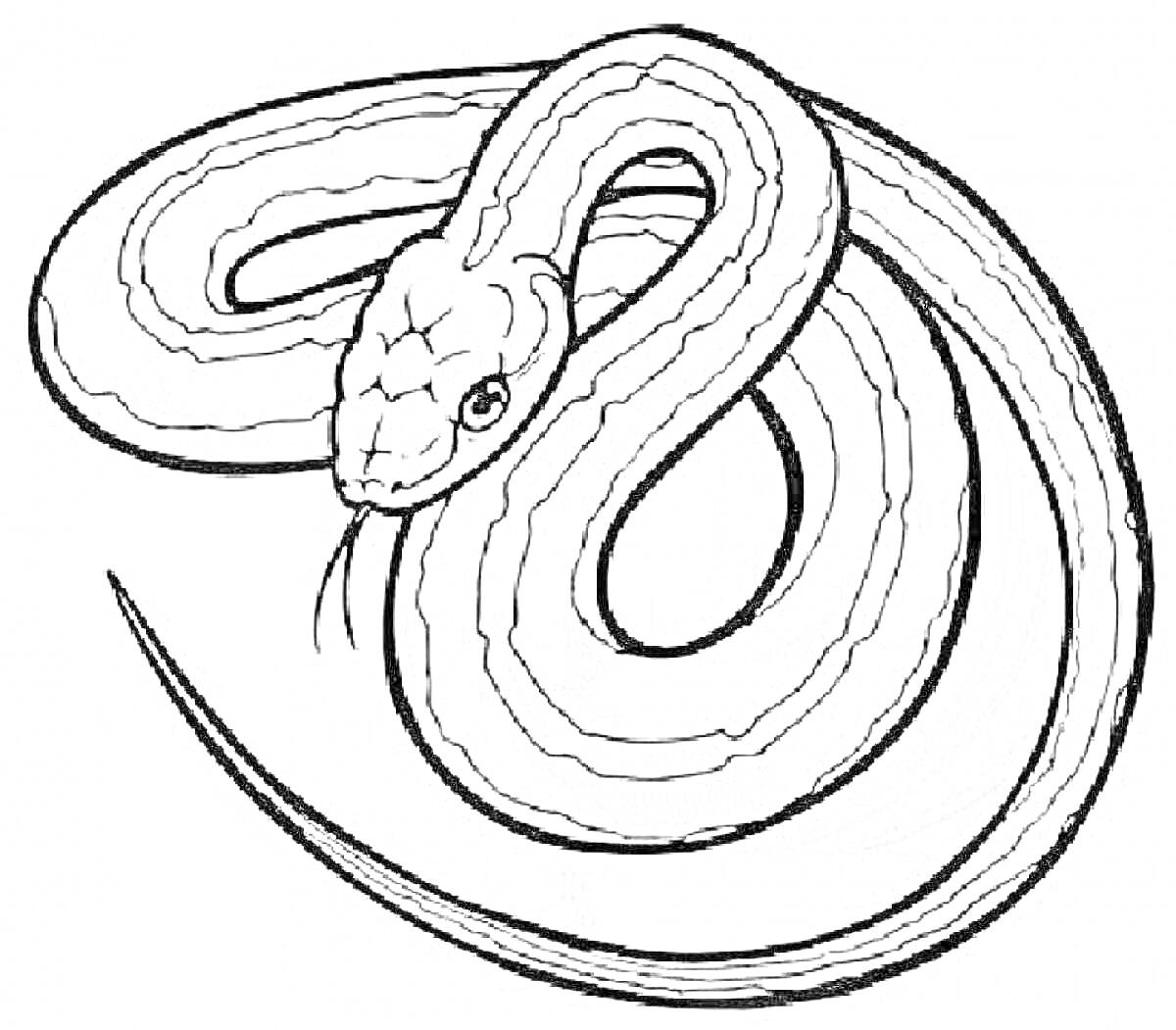 На раскраске изображено: Змея, Для детей, Природа, Контур, Иллюстрация, Животное