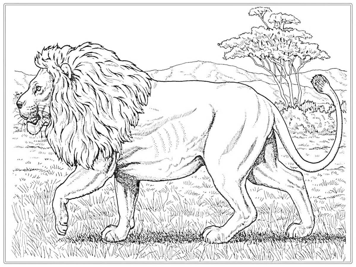 На раскраске изображено: Лев, Саванна, Деревья, Горы, Крупная кошка, Природа