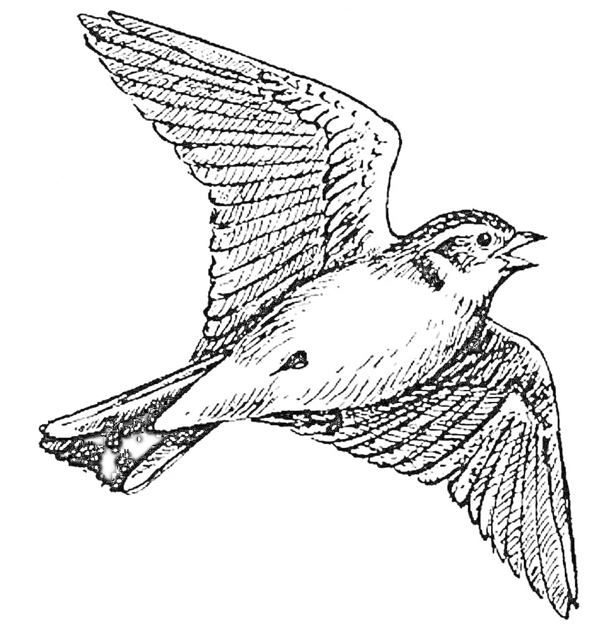 Раскраска Летящий жаворонок с расправленными крыльями