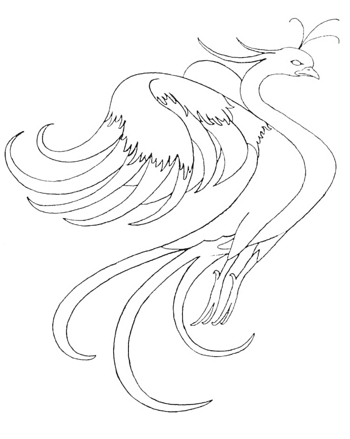 На раскраске изображено: Феникс, Птица, Полет, Крылья, Контурные рисунки