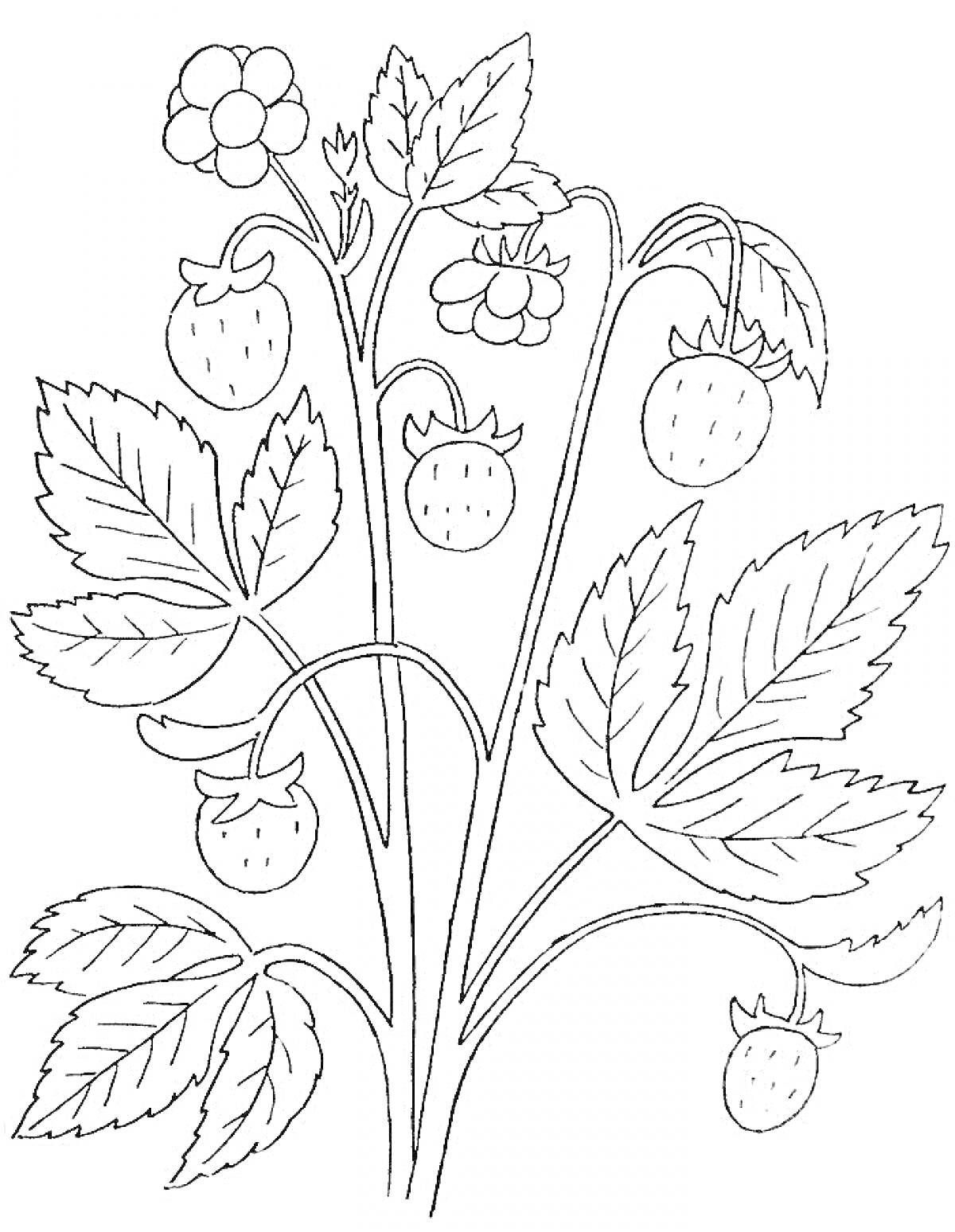 Раскраска Куст земляники с ягодами, листьями и цветами