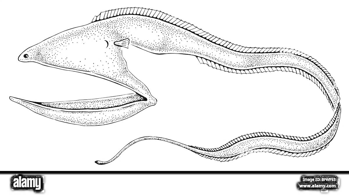 Черно-белая раскраска с муреной с открытым ртом и длинным изогнутым телом