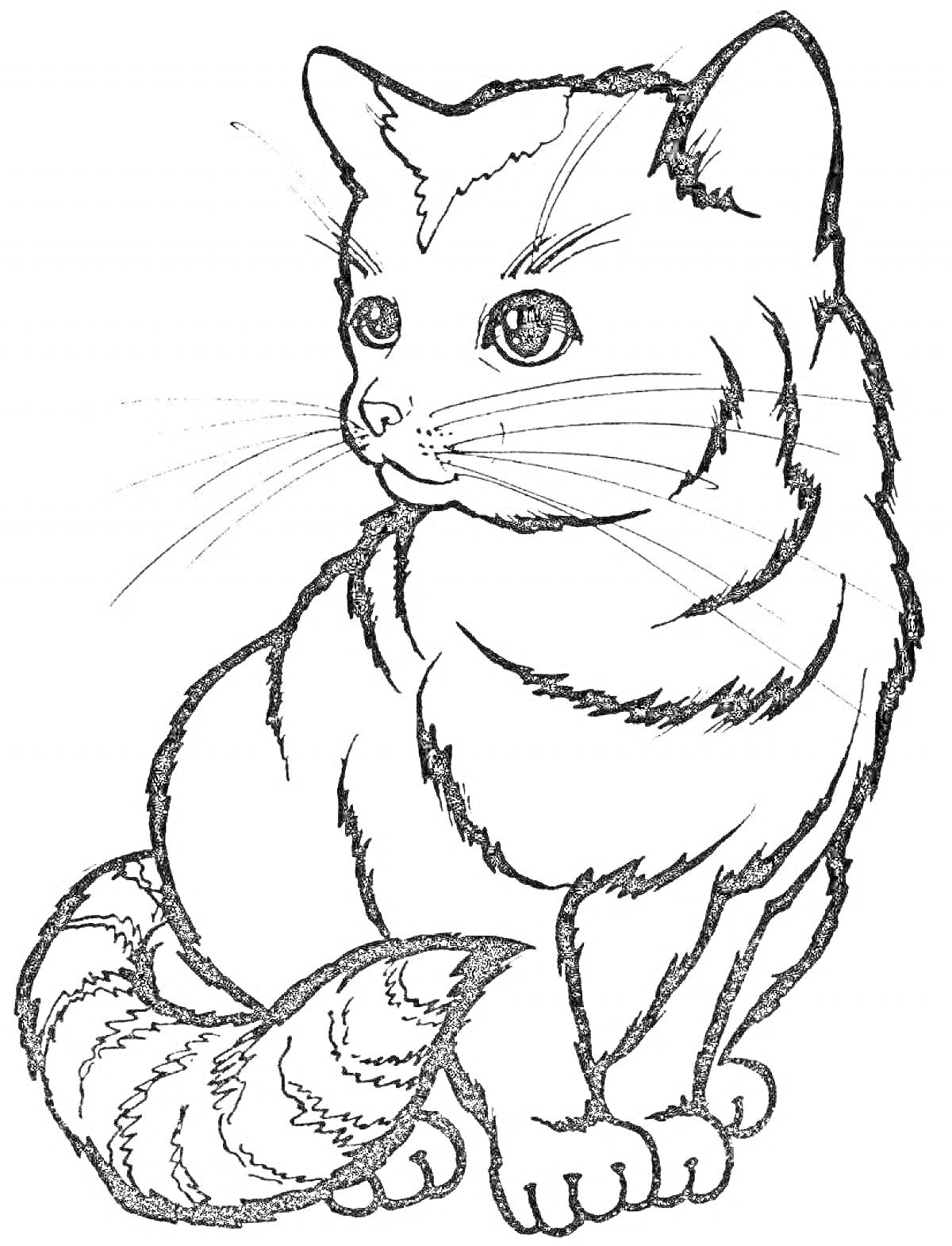 Раскраска Кошка, сидящая с загнутым хвостом