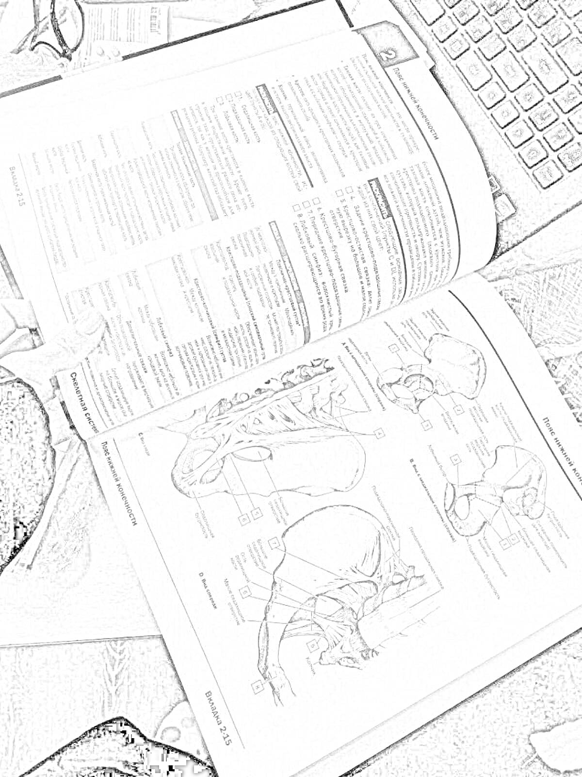 Раскраска Открытая книга с анатомическими изображениями таза и позвоночника