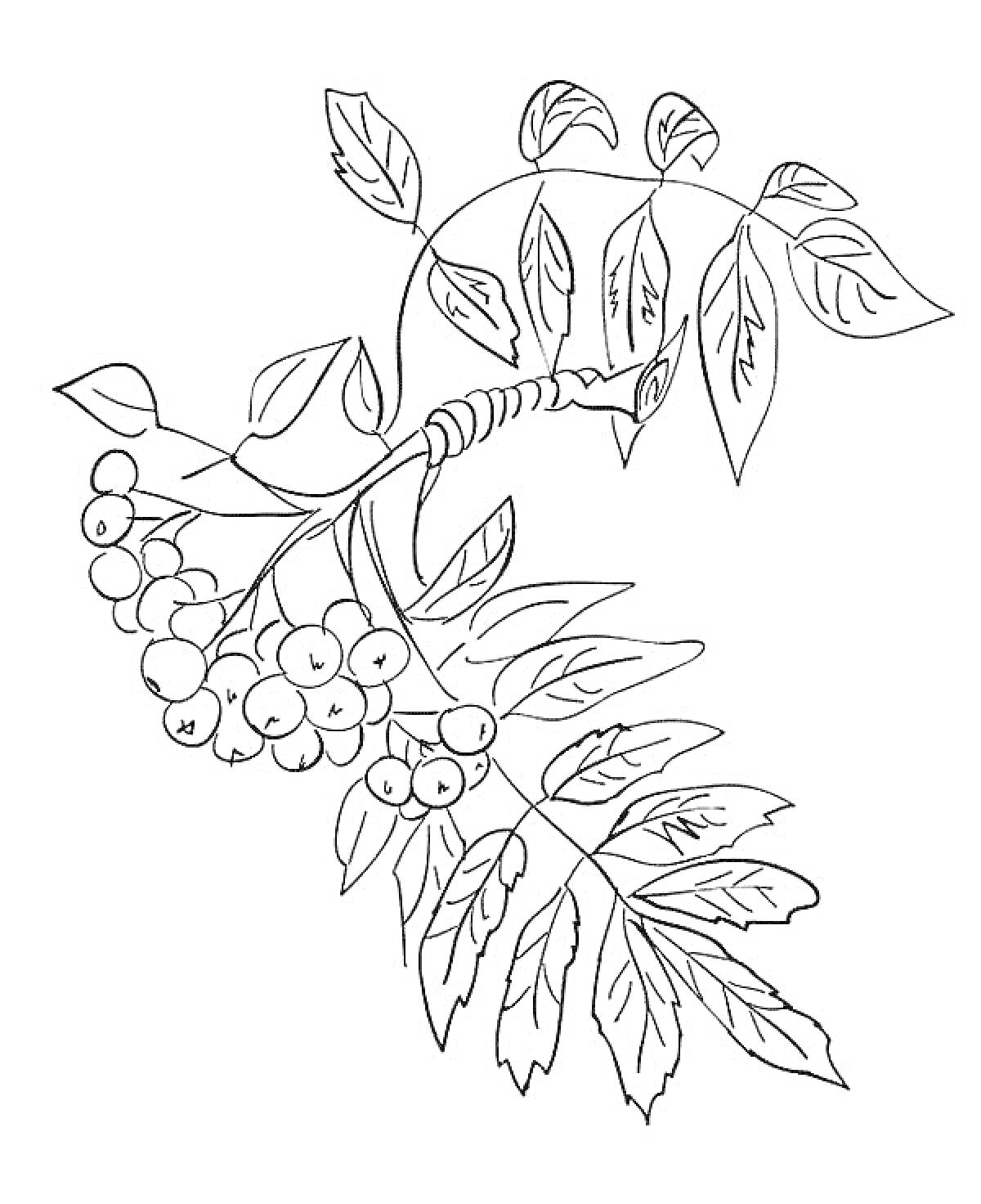 Ветка рябины с плодами и листьями
