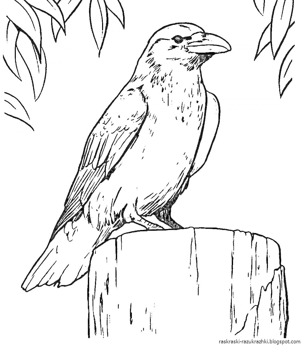 Раскраска Ворона сидит на пеньке под ветками дерева