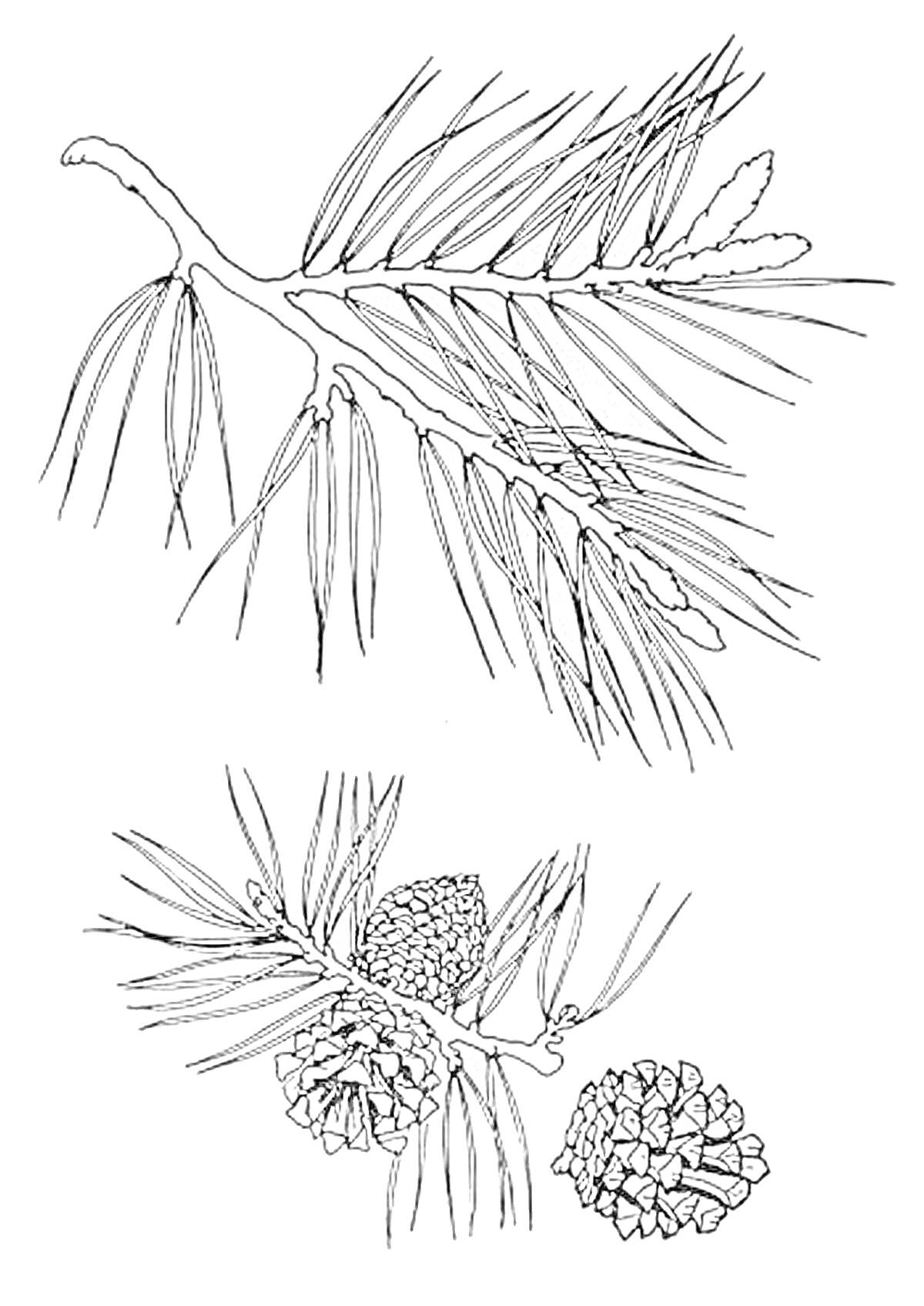 Раскраска Ветви сосны с длинными иголками и шишками