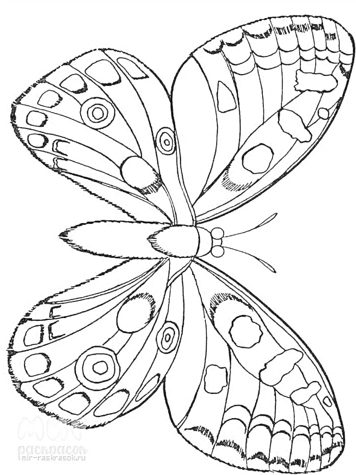 Раскраска Бабочка с узорчатыми крыльями