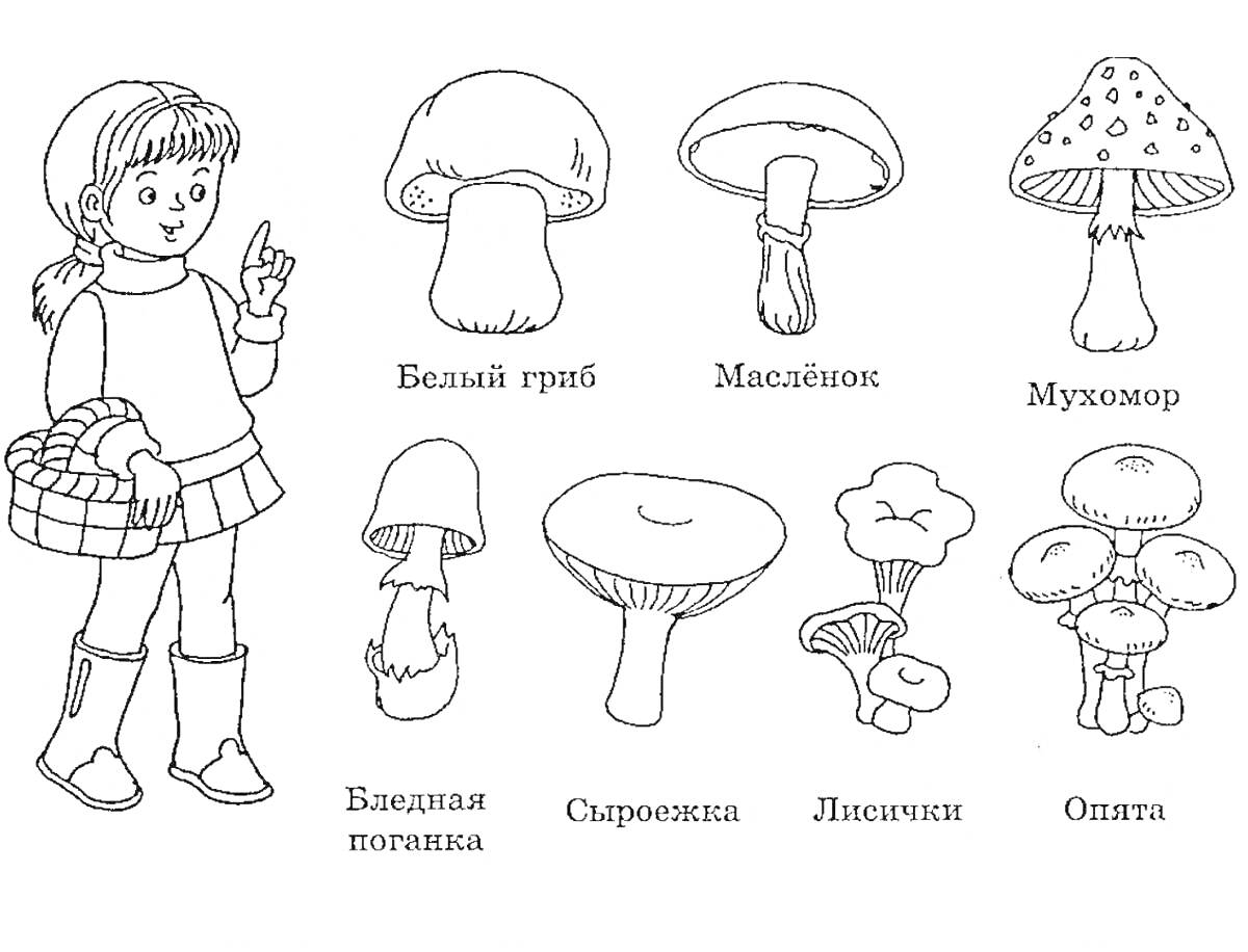 На раскраске изображено: Грибы, Белый гриб, Мухомор, Бледная поганка, Сыроежка, Лисички, Опята, Девочка, Природа, Учебное пособие