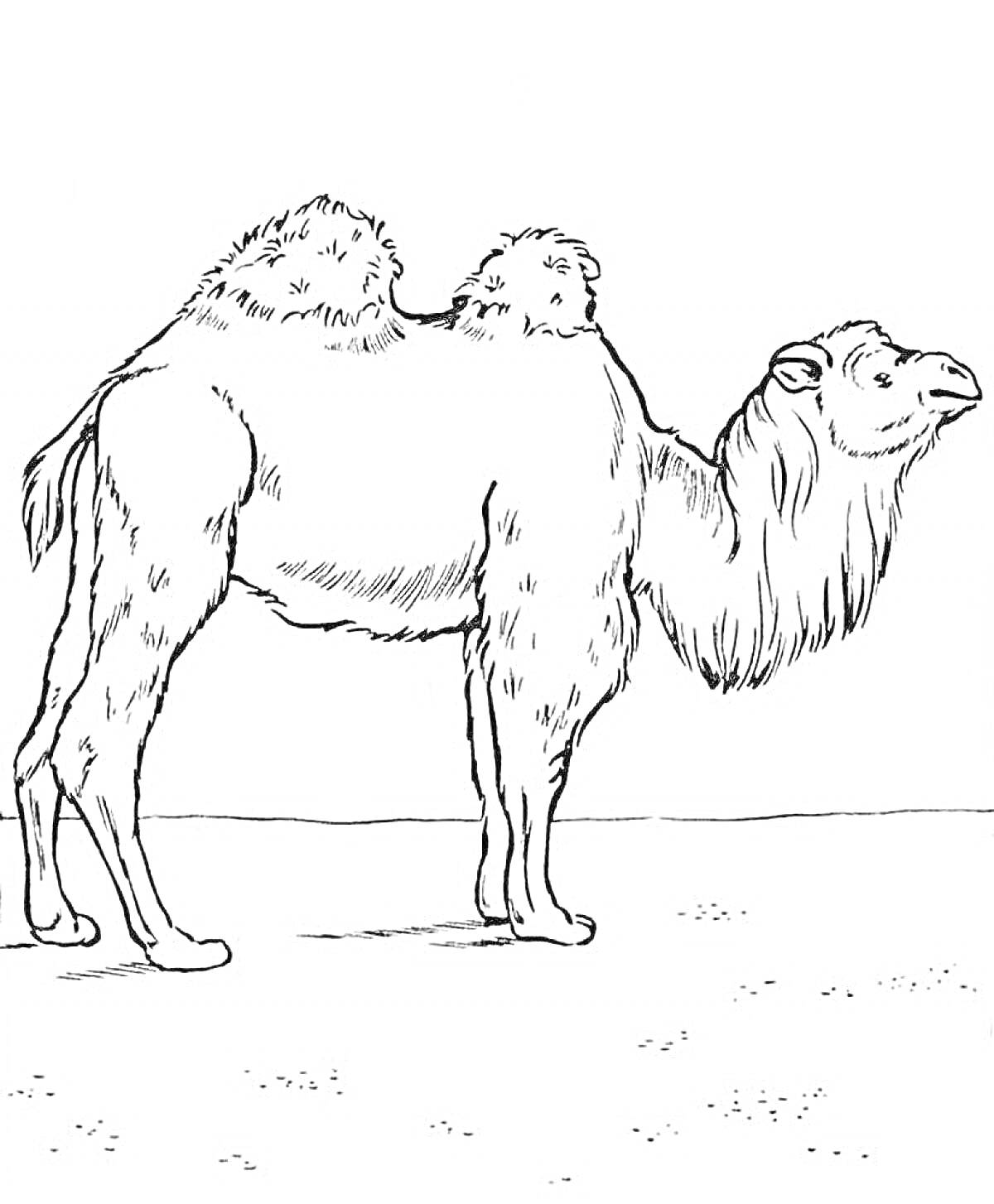 Раскраска Верблюд на фоне пустыни