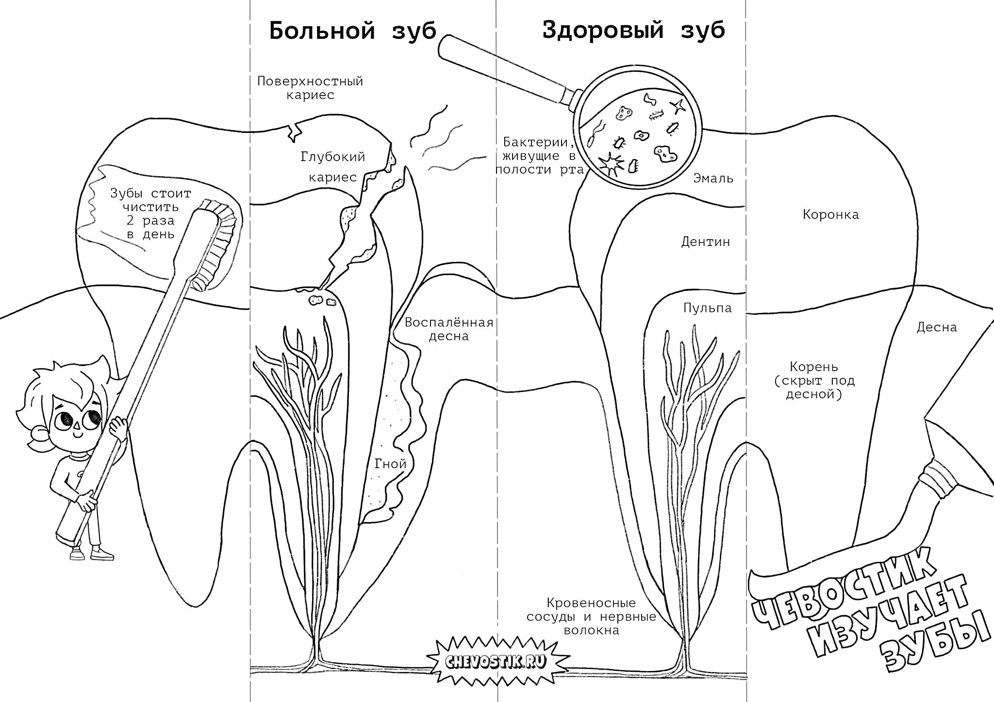 Болезненный и здоровый зуб Чевостика с разными частями зубов и кариесом