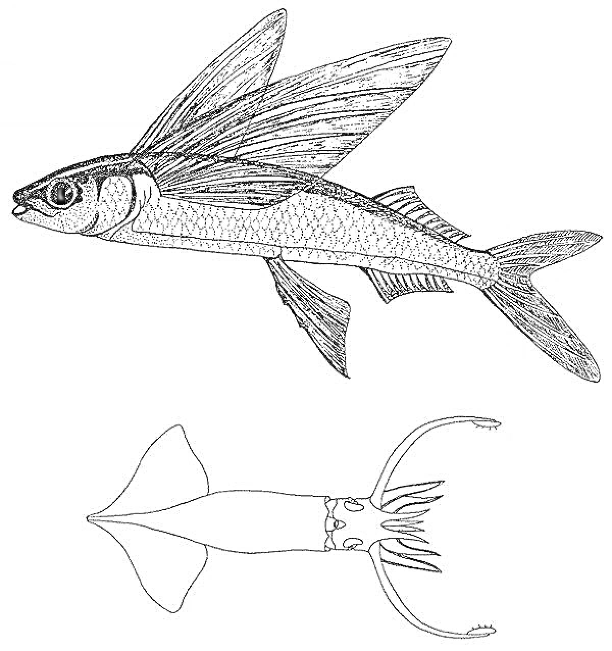 Раскраска летучая рыба и кальмар