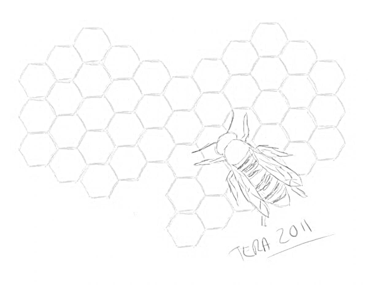 Раскраска Соты с пчелой и подписью 