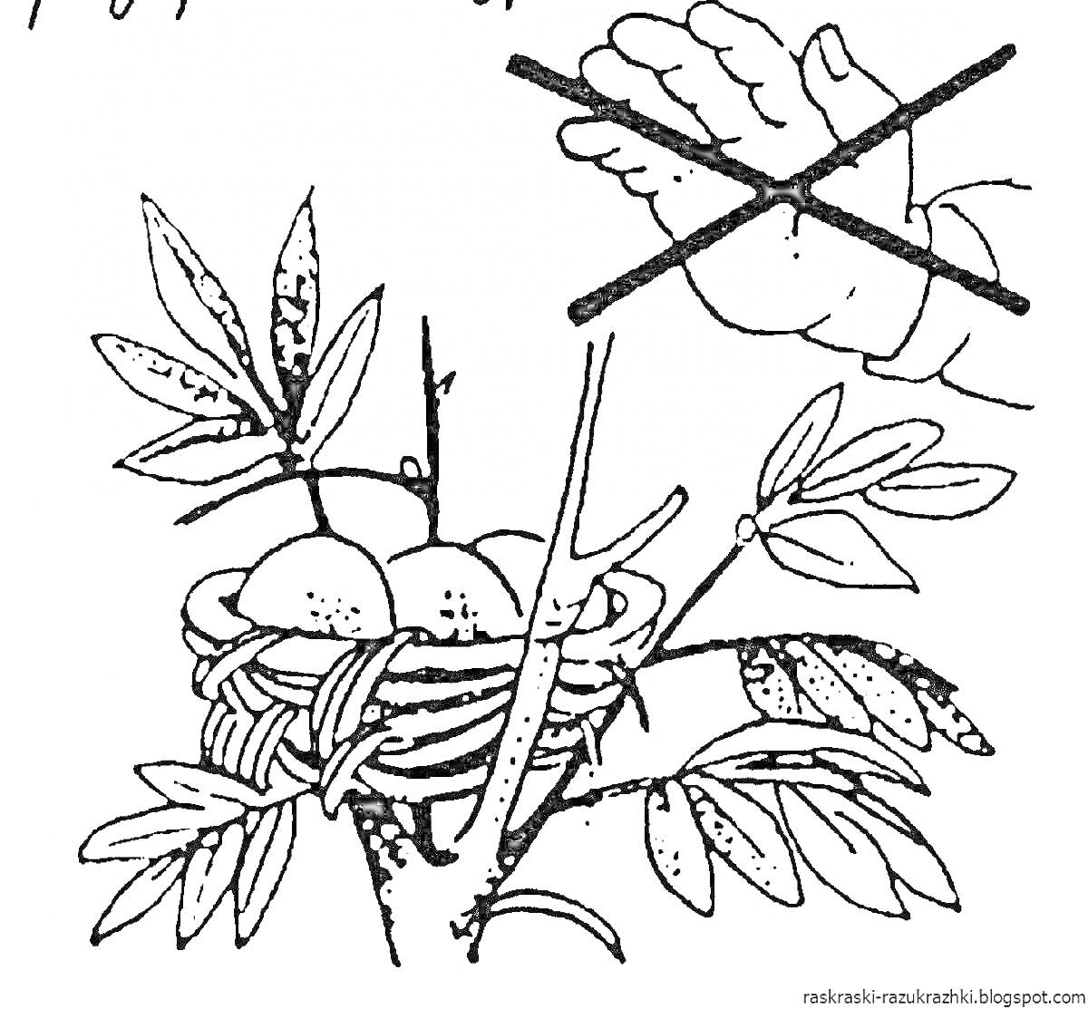 Раскраска Запрет трогать птичье гнездо с яйцами на ветке дерева
