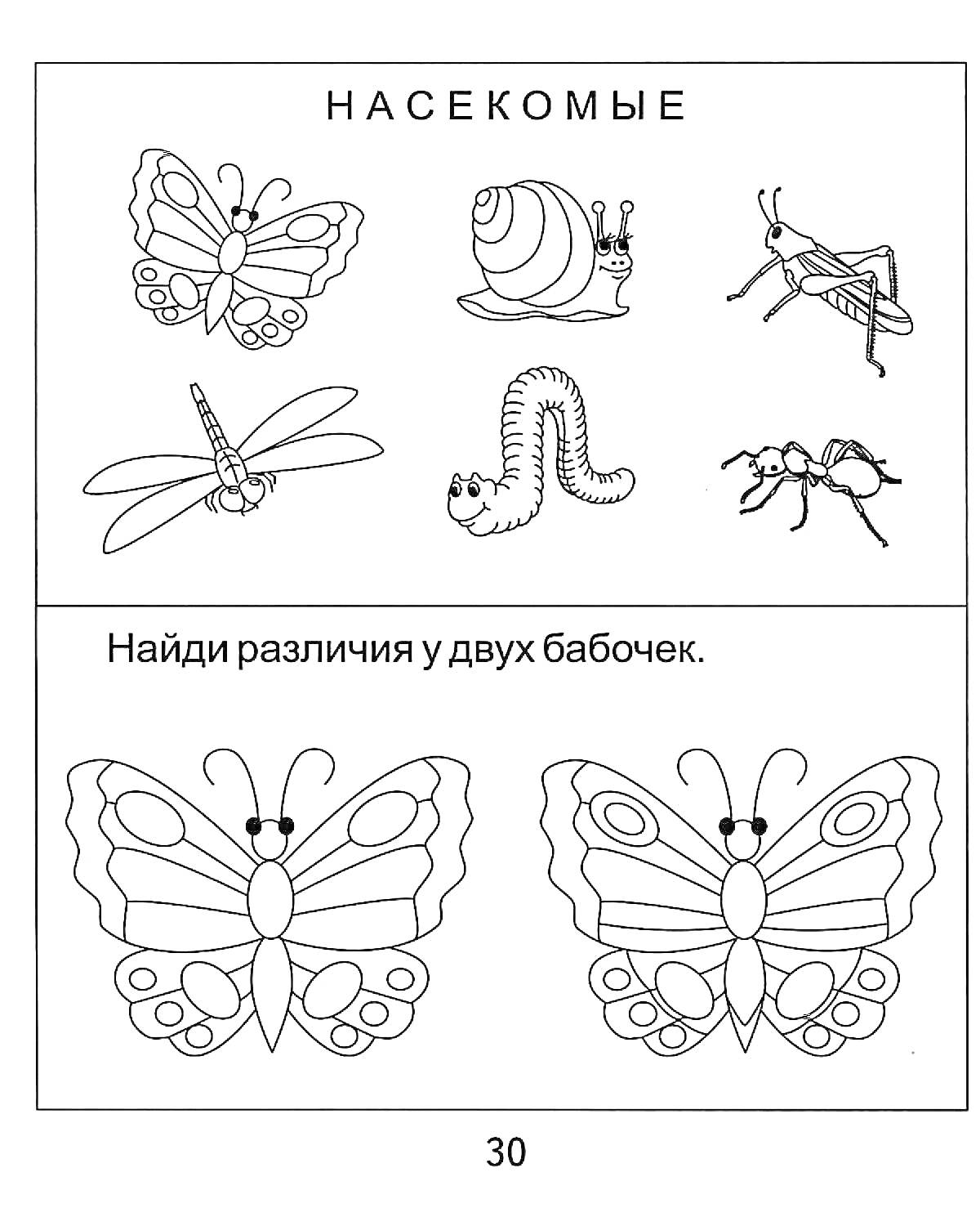 На раскраске изображено: Бабочка, Улитка, Кузнечик, Муравей, 2 класс, Окружающий мир