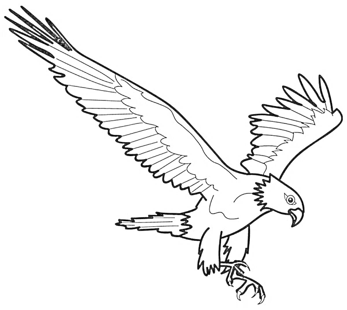 Раскраска Орел в полете с расправленными крыльями и раскрытыми когтями