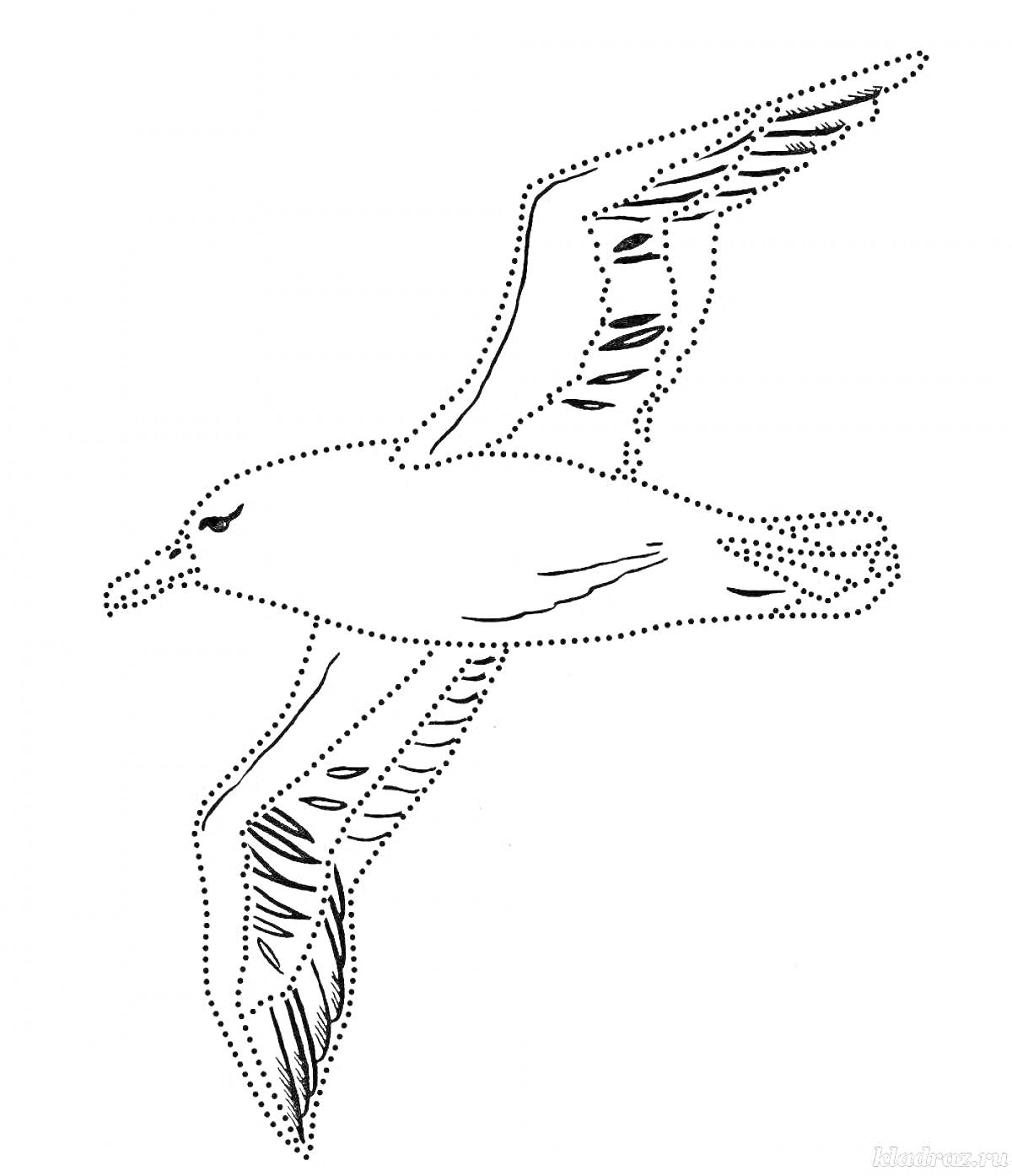 Летящий альбатрос, изображение контура птицы с деталями крыльев