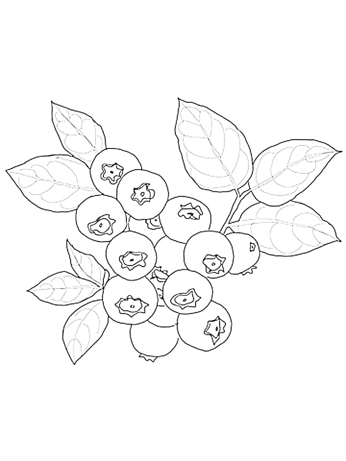 Веточка черники с листьями и ягодами