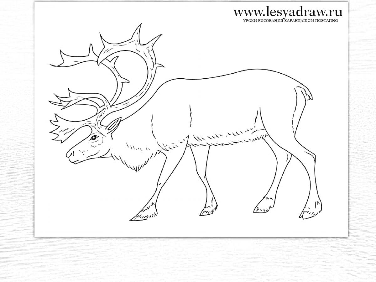 Раскраска Северный олень с рогами и шерстью, идущий в профиль