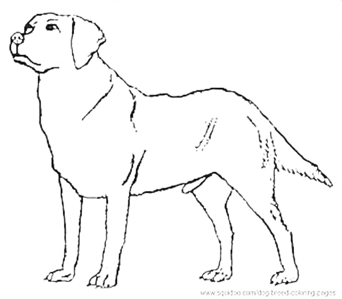 Раскраска Контур лабрадора-ретривера в стойке