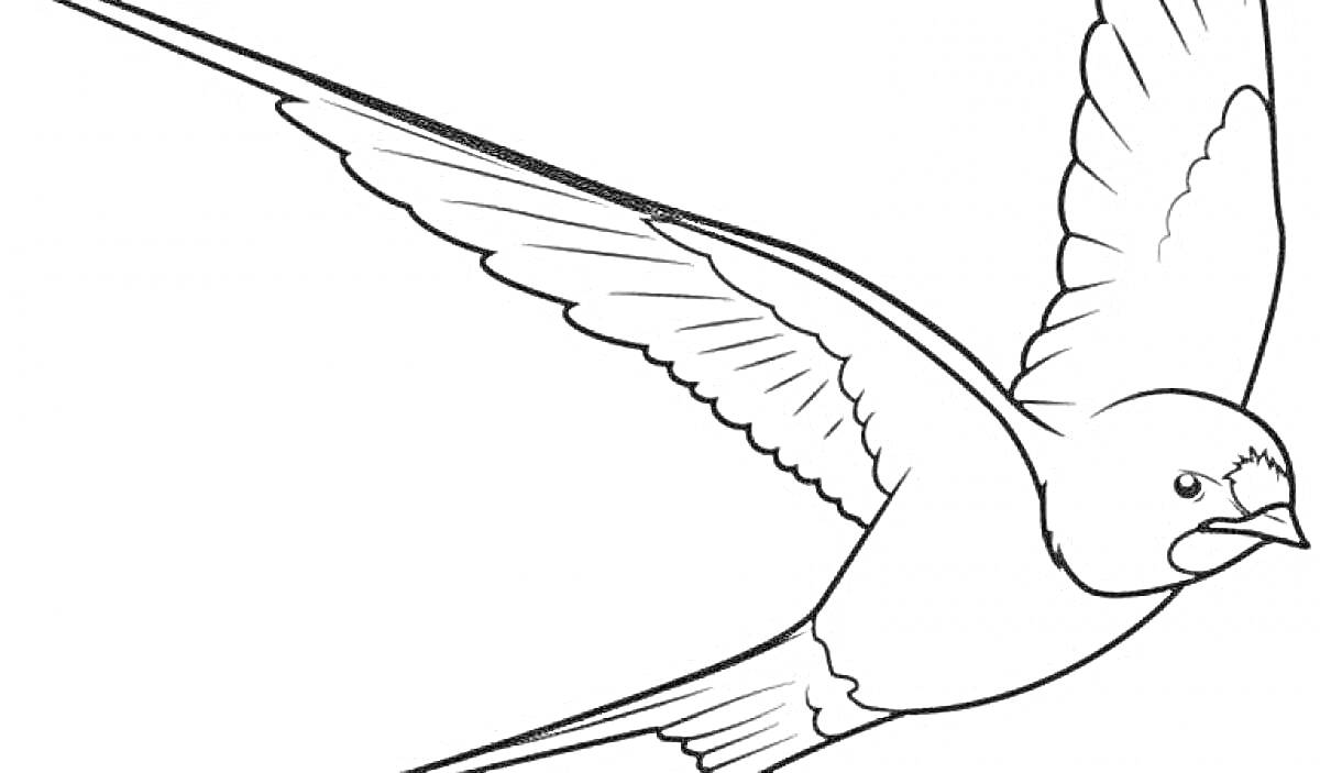 РаскраскаЛетящий стриж с расправленными крыльями