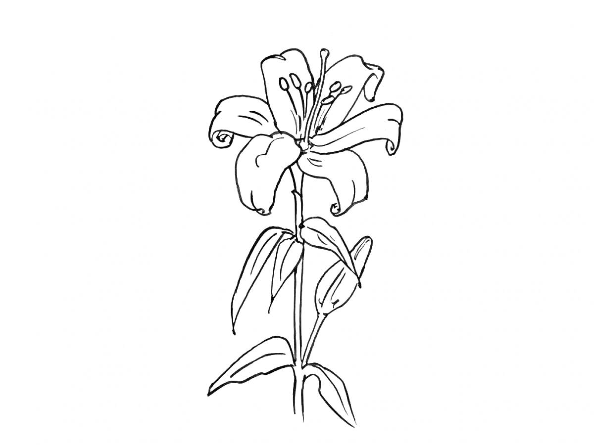 Раскраска Лилия с цветком, бутонами и листьями на стебле