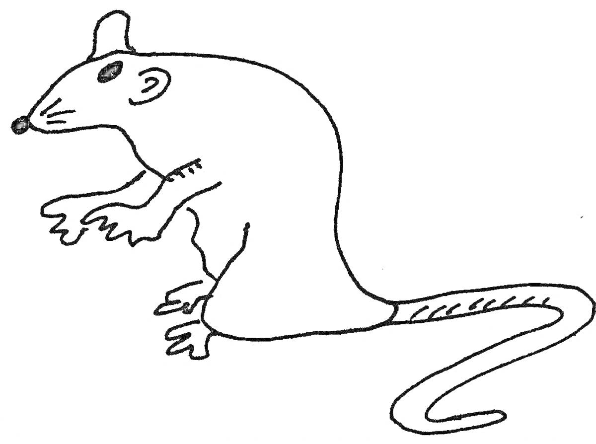 Раскраска Крыска, сидящая на задних лапах с длинным хвостом