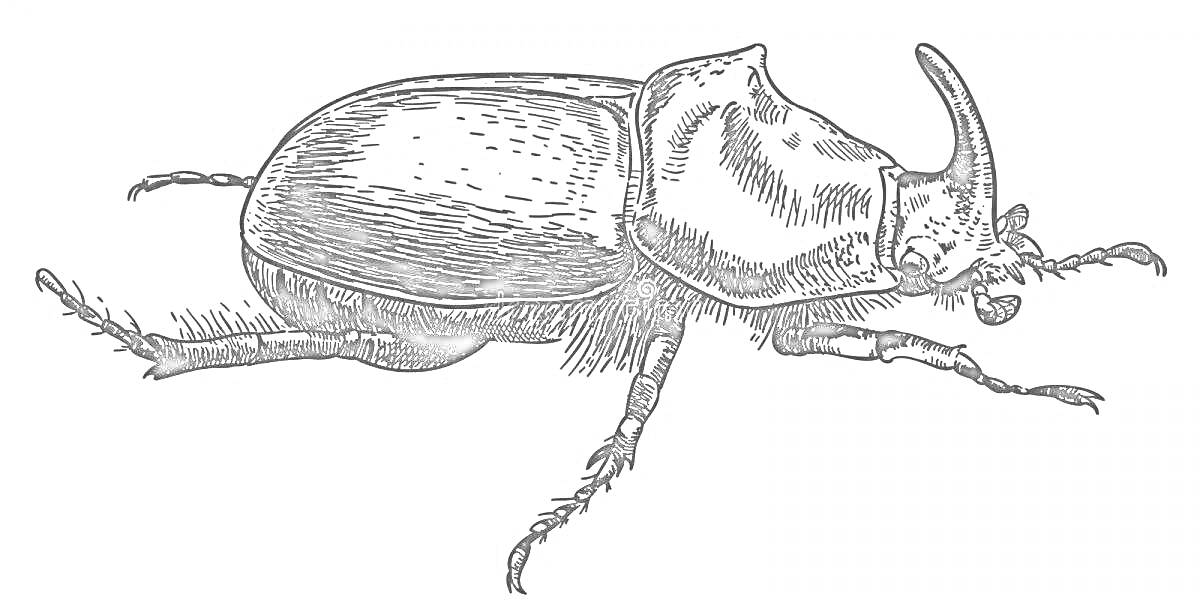 Раскраска Жук носорог с детализированным телом и рогом