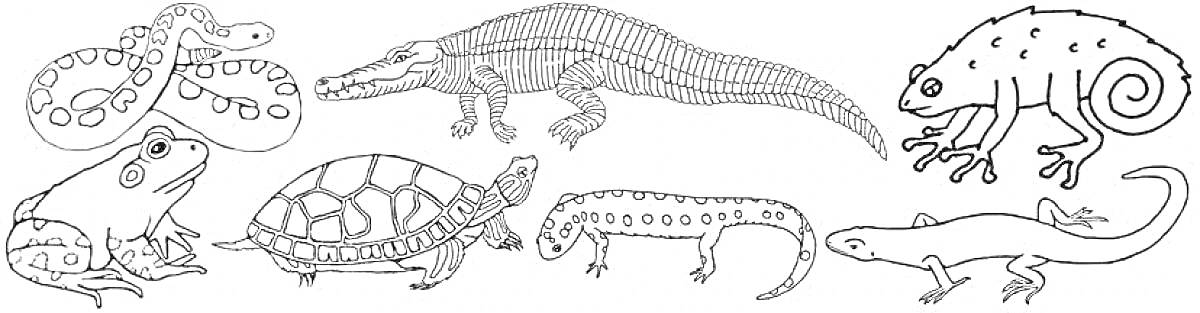 Раскраска с изображением осьминога, змеи, крокодила, хамелеона, лягушки, черепахи, тритона, саламандры и ящерицы