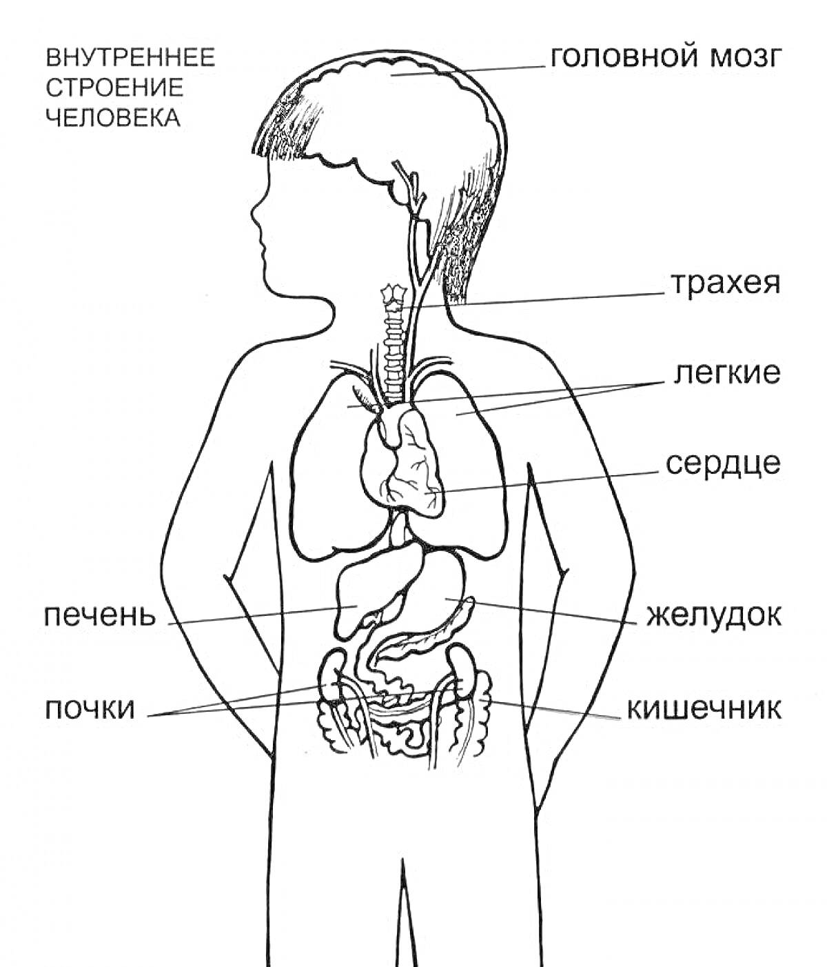 Раскраска Внутренние органы человека: головной мозг, трахея, легкие, сердце, печень, почки, желудок, кишечник